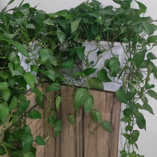 گل گیاه آپارتمانی