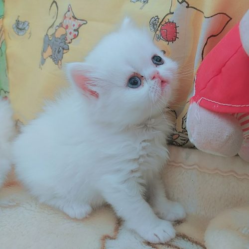 توله پرشین  پشمالو و بانمک