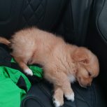 سگ پامر پیکینیز