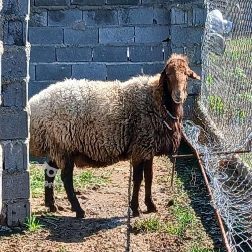 فروش گوسفند نر تخمی