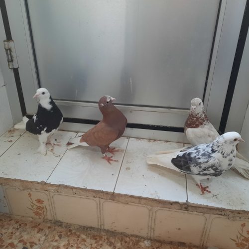 چندعدد کبوتر تهرونی