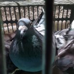 کبوتر خوشگل7خوشگل7رنگ