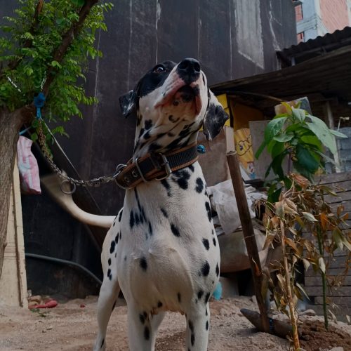 سگ دالمیشن(dalmatian)