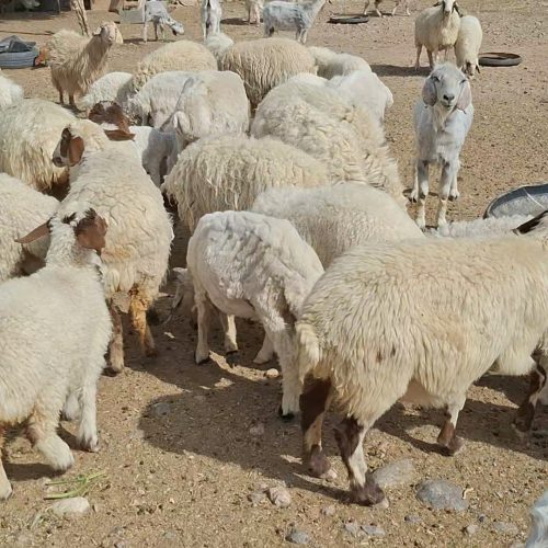 فروش تعدادی میس بره دار و بز 🐐