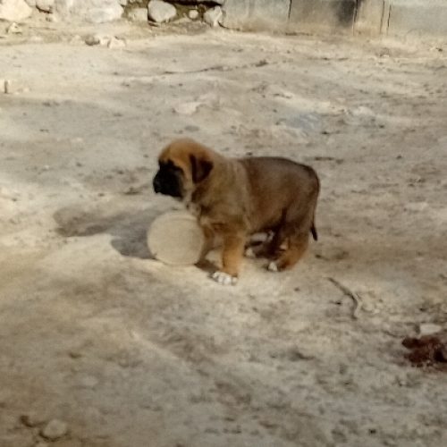 سگ ماده نژاد افغان با 3 تا توله