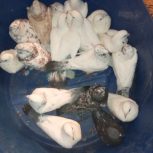 کبوتر در باغ‌ملک