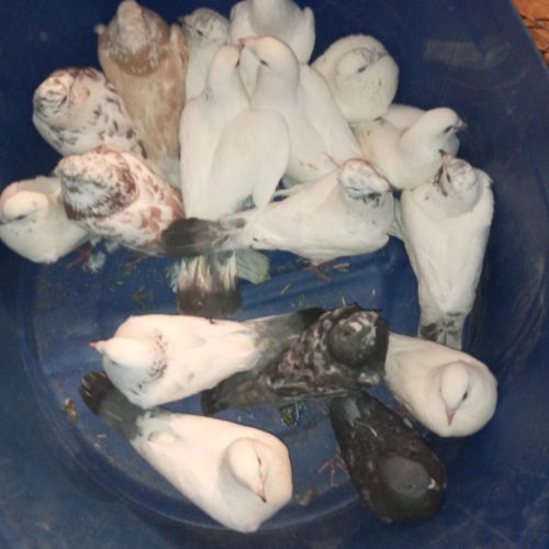 کبوتر در باغ‌ملک