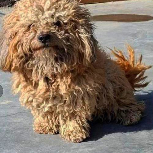 سگ خانگی نژاد شیپو  (ترکیب شیتزو+پودل)