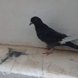 کفتر گرفتنی