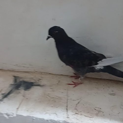 کفتر گرفتنی