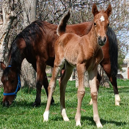 اسب مادیون ترکی خالص