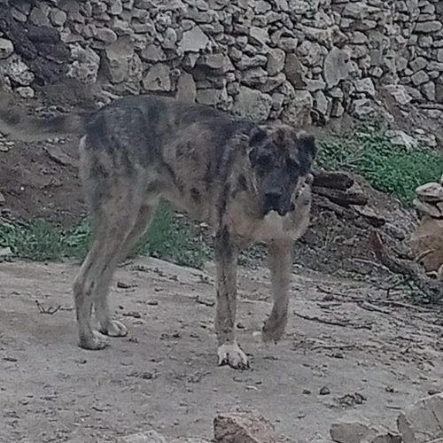 سگ نگهبان و گله