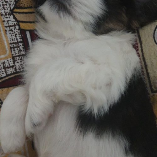 سگ شیتزو نوزاد