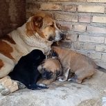 سگ ماده نژاد افغان با 3 تا توله