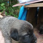 توله سگ،واگذاری،حمایتی