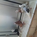 چندعدد کبوتر تهرونی