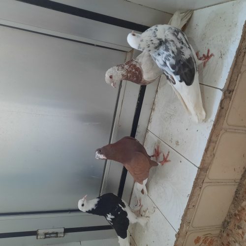 چندعدد کبوتر تهرونی