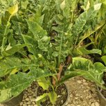 گیاه فیلودندرون کنگره ای ابلق سطل 4