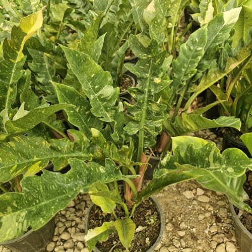 گیاه فیلودندرون کنگره ای ابلق سطل 4