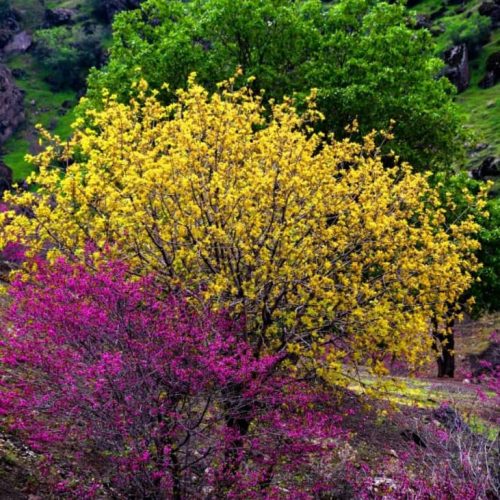 خدمات رایانه ای وموبایل