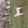 سگ نگهبان
