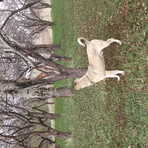 سگ نگهبان