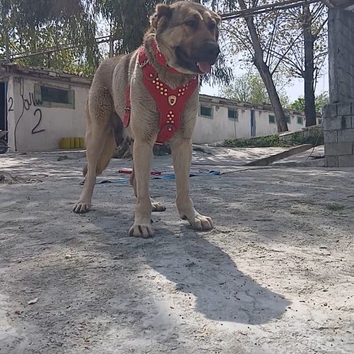 ماده پژدر باضمانت توله دهی