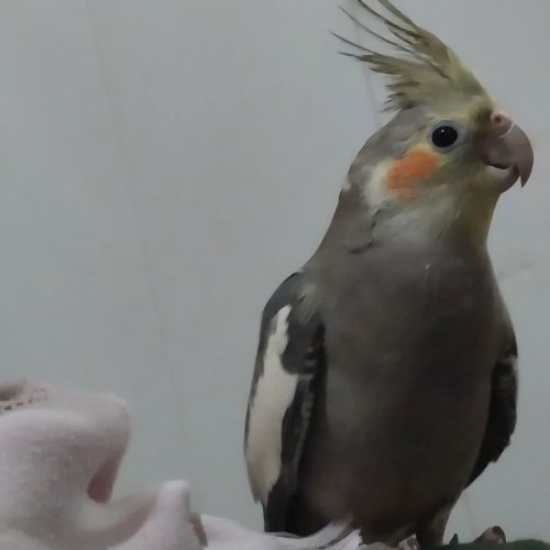 مرغ عروس گمشده