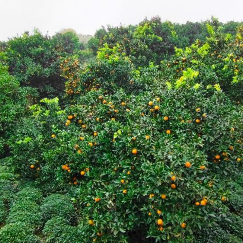 بنای نیمه ساخت به همراه 250 متر زمین