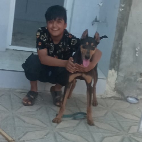 سگ دوبرمن نژاد اصیل