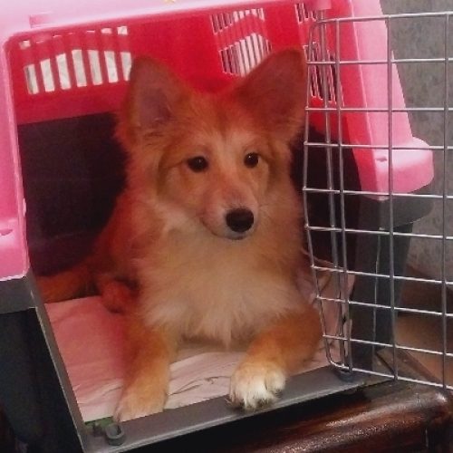 پامر اشپیتز ماده 5ماهه