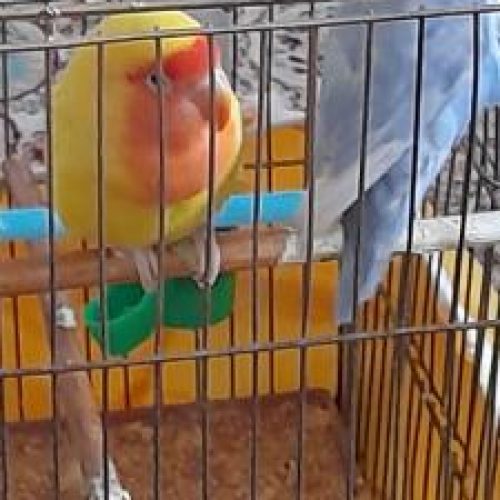 2 عدد پرنده نروماده زیریک سال