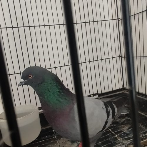 کبوترنر سبز پرشی