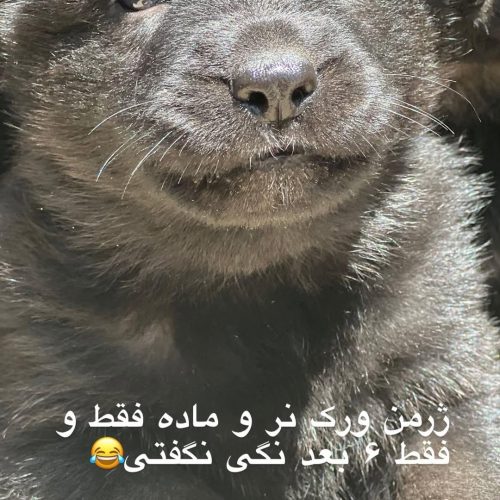 سگ ژرمن ورک