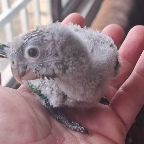 جوجه گرینچیک سرلاکی آناناسی رد