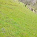 زمینی 2000 متر در تالش ـ خطبه سرا انبوه مشایخ شوکیز