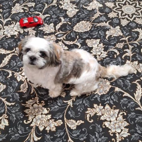 سگ نژاد شتیرتریر واکسن خورده شناسنامه‌دار