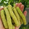 نهالستان و نهال های پیوندی و خوشه ای