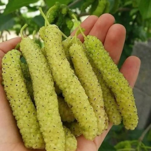 نهالستان و نهال های پیوندی و خوشه ای
