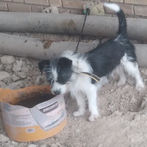 سگ پاکوتاه یک ساله