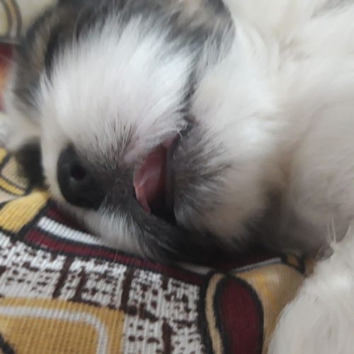 سگ شیتزو نوزاد