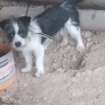 سگ پاکوتاه یک ساله