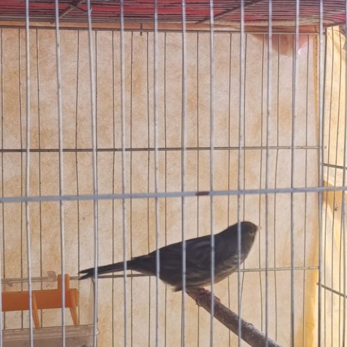 قناری رسمی سوخته شلاقی و پاجفتی