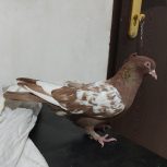 کفتر سینه ماده