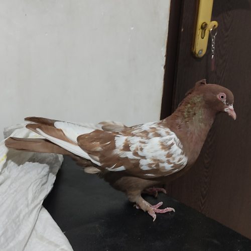 کفتر سینه ماده