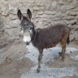 کره الاغ ماده