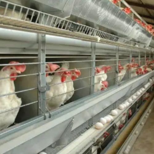 عرضه تخم مرغ عمده تیراژ نیسانی به سراسر ایرا