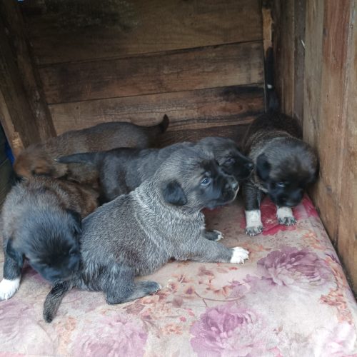 توله سگ،واگذاری،حمایتی