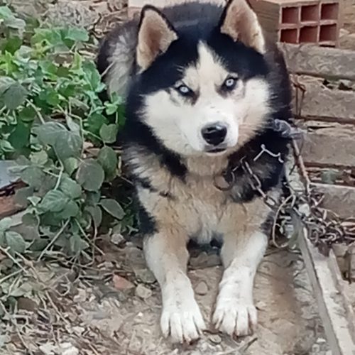 توله هاسکی 9ماهه