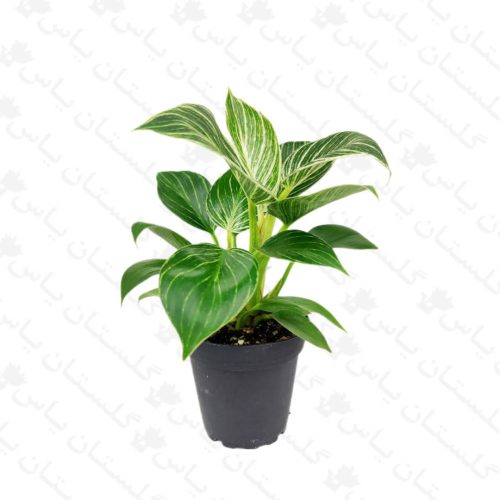 سرمایه‌گذاری